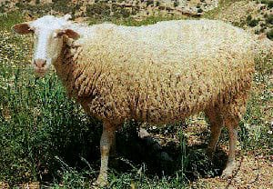 Rasa Aragonesa sheep