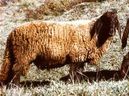 Red Engadine sheep