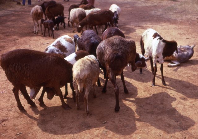 Red Maasai sheep