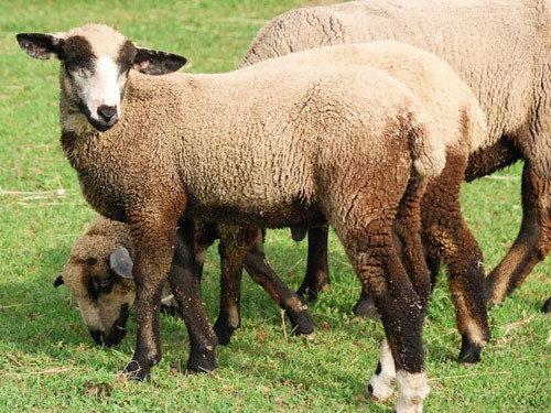 Romeldale/California Variegated Mutant sheep