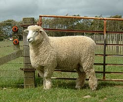 Romney sheep