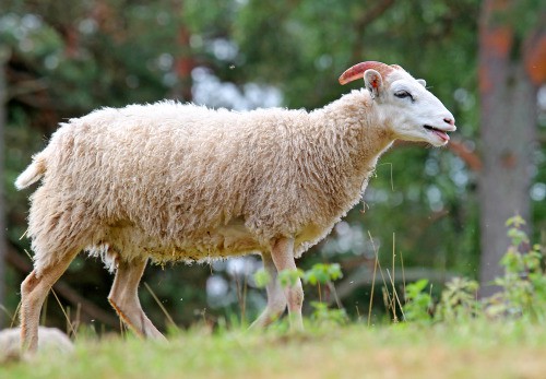 Roslag sheep