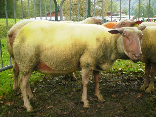 Rouge de l’Ouest sheep