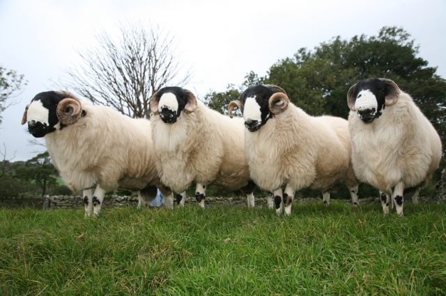 Rough Fell sheep