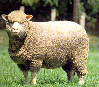 Polish Merino sheep