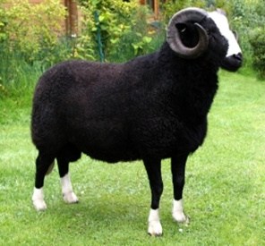 Balwen Welsh Mountain sheep