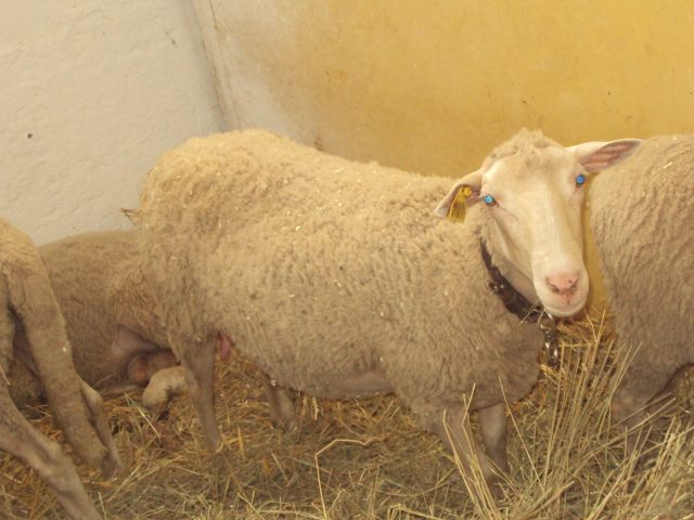 Ruda sheep