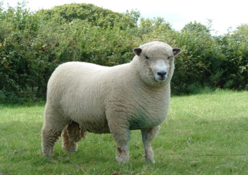 Ryeland sheep