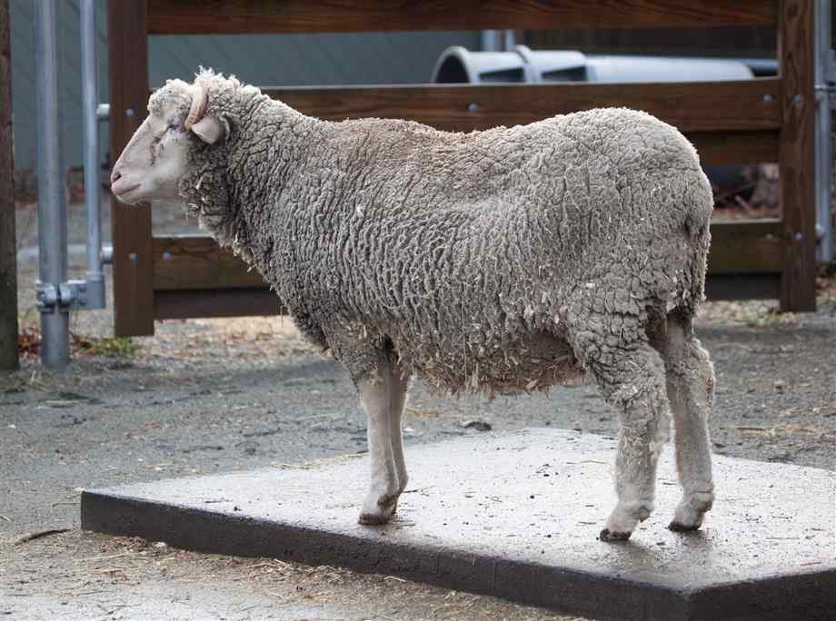 Santa Cruz sheep