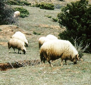 Sar Planina sheep