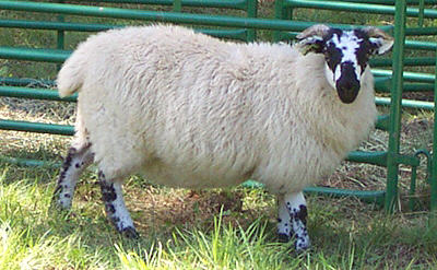 Scottish Blackface sheep