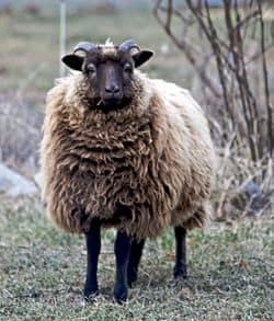 Shetland sheep