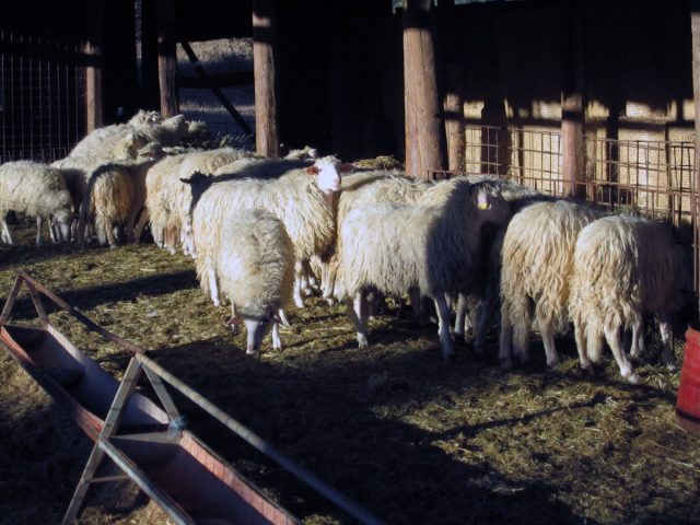 Sicilian Barbary sheep