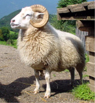 Skudde sheep