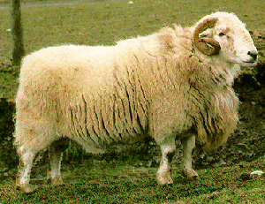 South Wales Mountain sheep