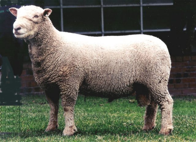 Southdown sheep