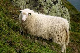 Spælsau sheep