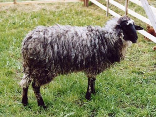 Steinschaf sheep