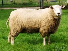 Swifter sheep