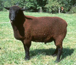 Swiss Black-Brown Mountain sheep