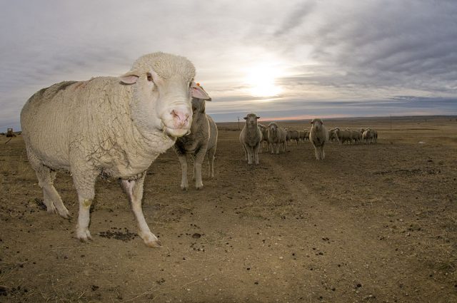 Targhee sheep