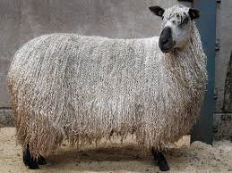 Teeswater sheep