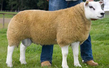 Texel sheep