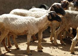 Thalli sheep