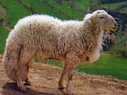 Tong sheep