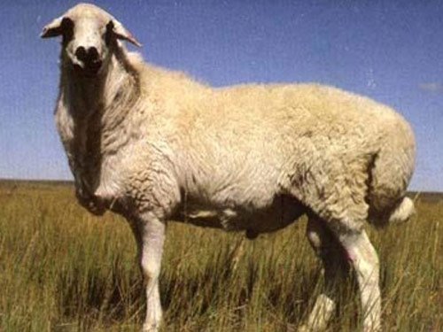 Ujumqin sheep