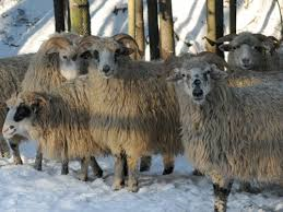 Walachenschaf sheep