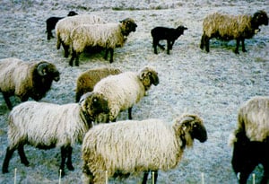 Wallis Country sheep