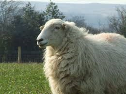 Welsh Mountain sheep