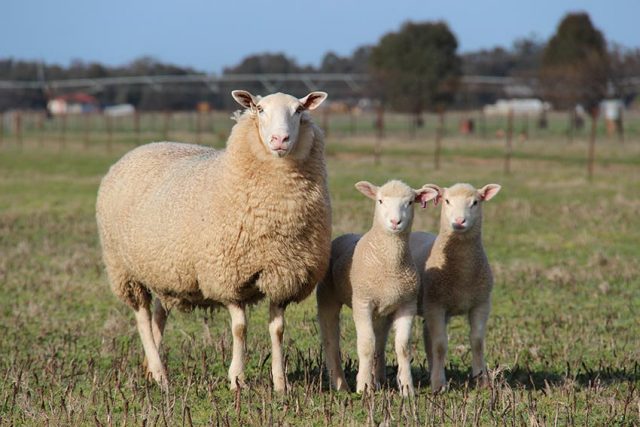 White Suffolk sheep