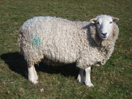 Whiteface Dartmoor sheep