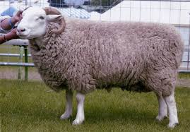 Whitefaced Woodland sheep