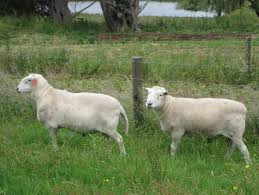 Wiltipoll sheep