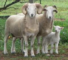 Wiltshire Horn sheep